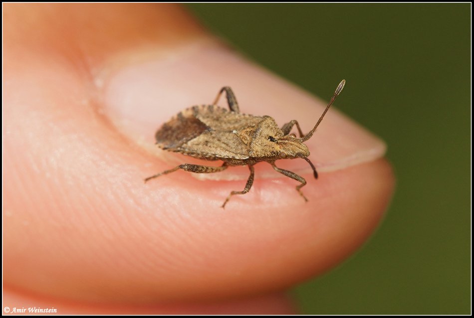 Heteroptera d''Israele